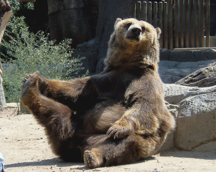 Ours pataud s'étirant une jambe (photo de Daniel Alonso) Ours qui s'étire une patte